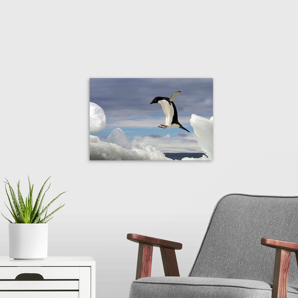 A modern room featuring From the National Geographic Collection, a giant photograph shows a Adelie penguin jumping onto a...