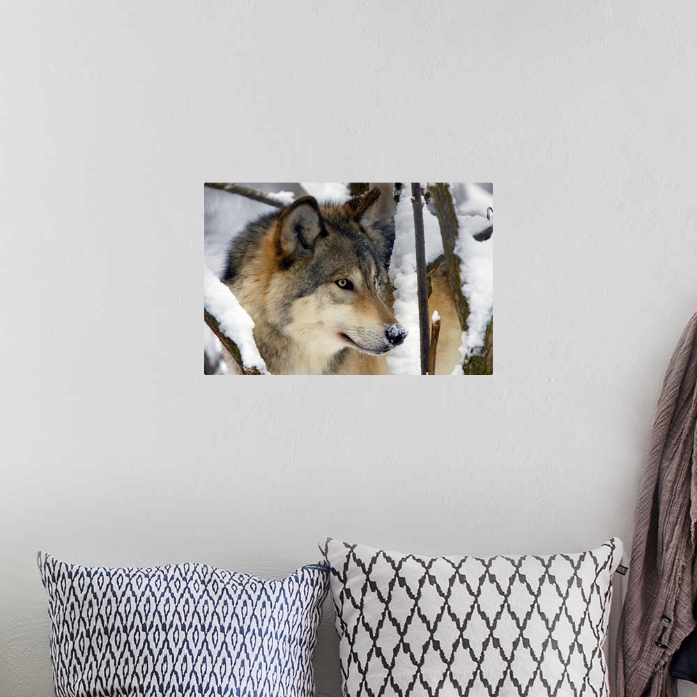 A bohemian room featuring Horizontal, close up photograph of the side of a gray wolfs face, surrounded by snow covered tree...