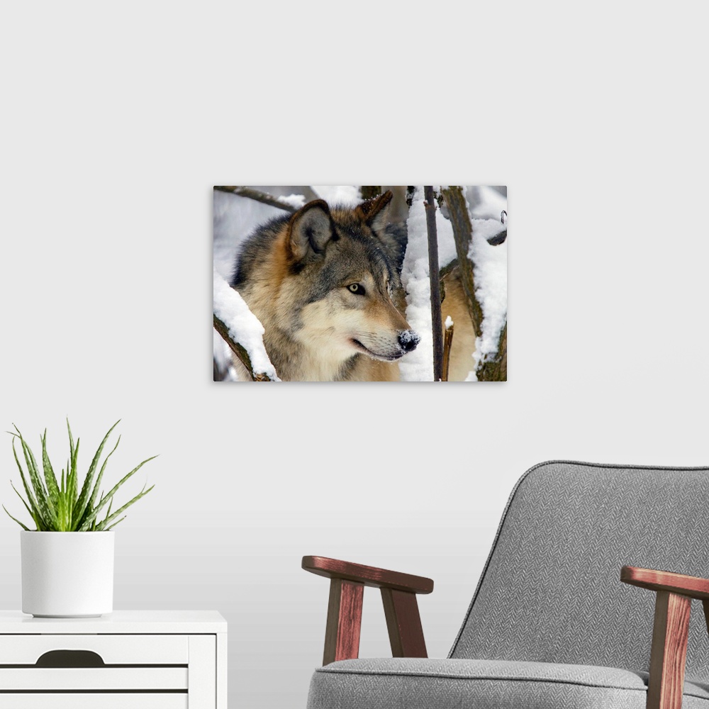 A modern room featuring Horizontal, close up photograph of the side of a gray wolfs face, surrounded by snow covered tree...