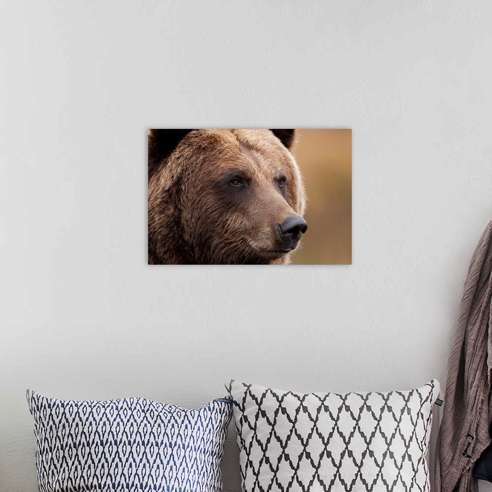 A bohemian room featuring An Adult Grizzly Bear, Alaska Wildlife Conservation Center, Southcentral Alaska
