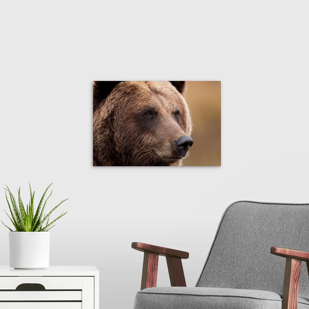 A modern room featuring An Adult Grizzly Bear, Alaska Wildlife Conservation Center, Southcentral Alaska