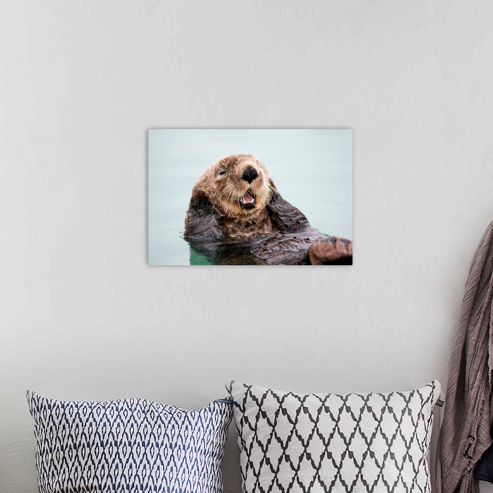 A bohemian room featuring An adult Sea Otter floats in the calm waters of the Valdez Small Boat Harbor