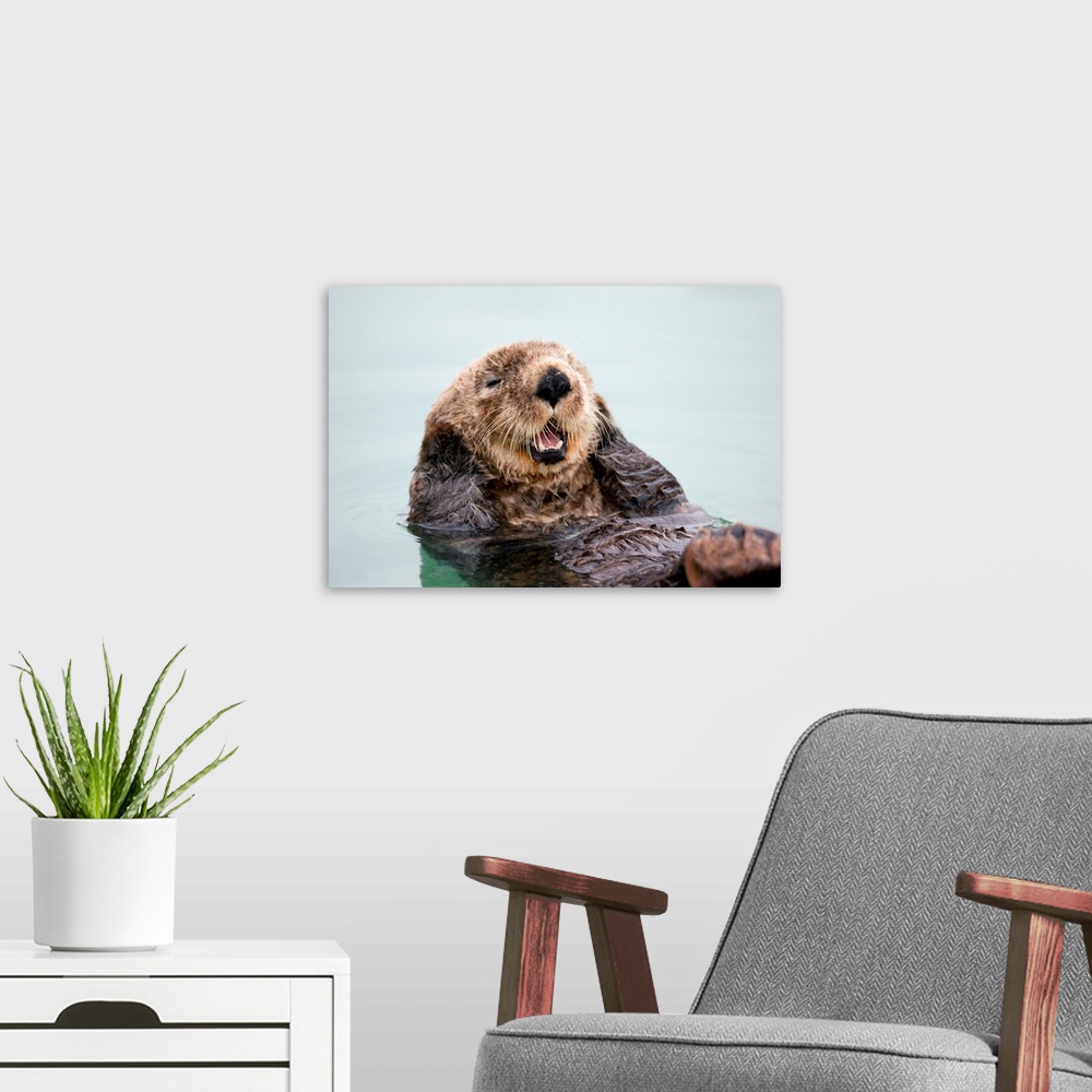 A modern room featuring An adult Sea Otter floats in the calm waters of the Valdez Small Boat Harbor