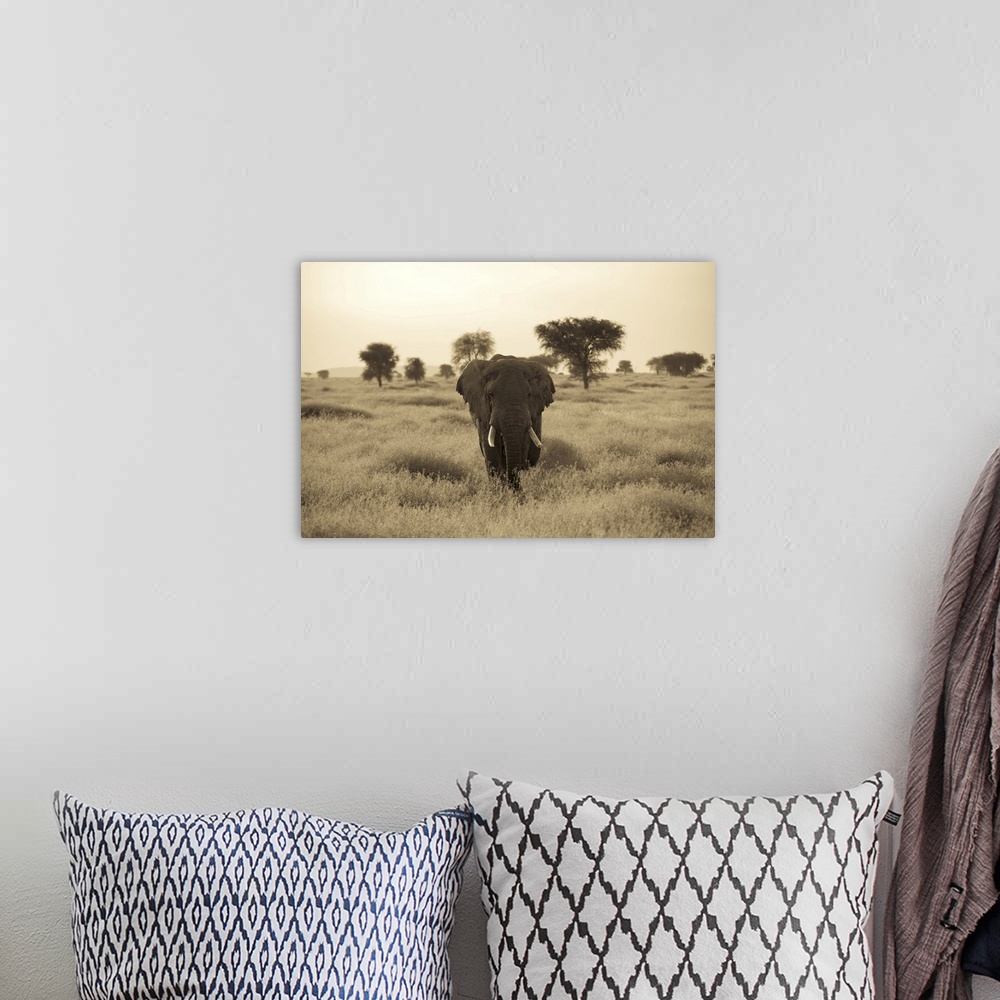 A bohemian room featuring An African elephant walks through the Serengeti plains.