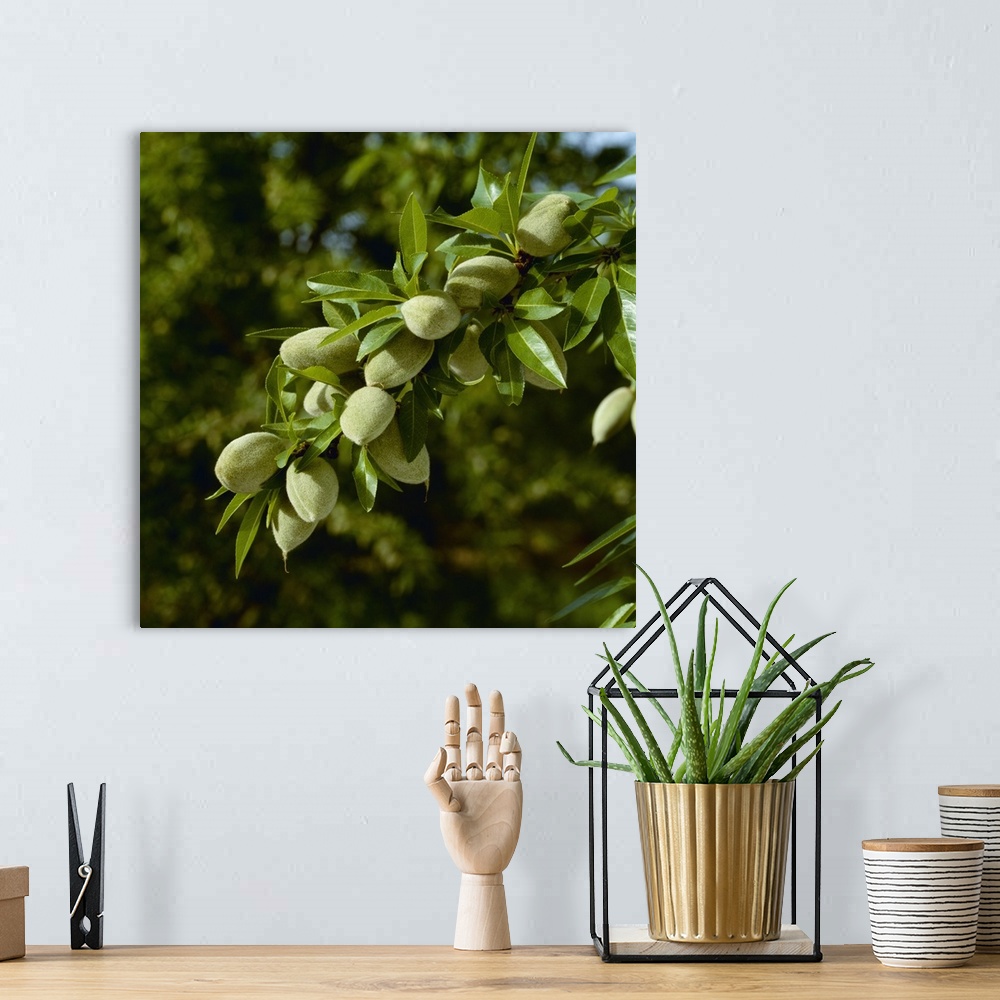 A bohemian room featuring An almond tree branch with Spring foliage growth and a healthy crop of mid growth nuts