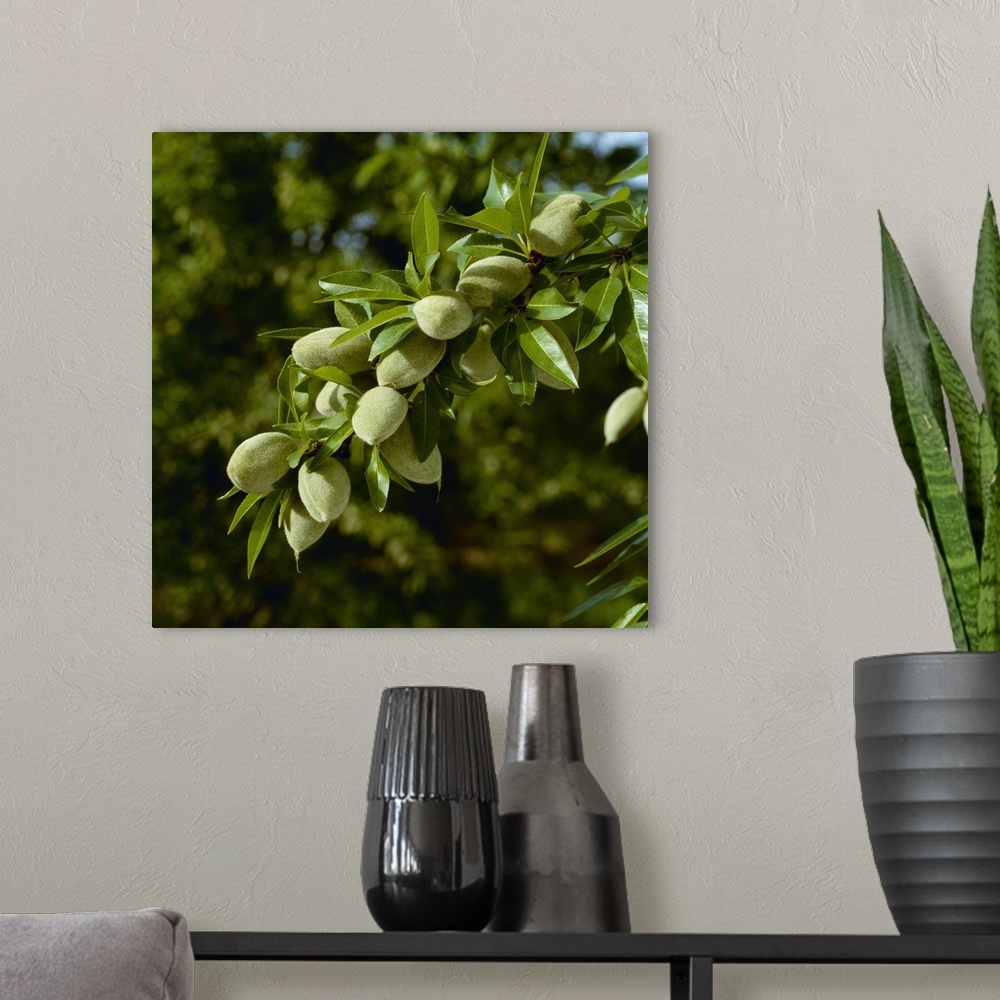 A modern room featuring An almond tree branch with Spring foliage growth and a healthy crop of mid growth nuts