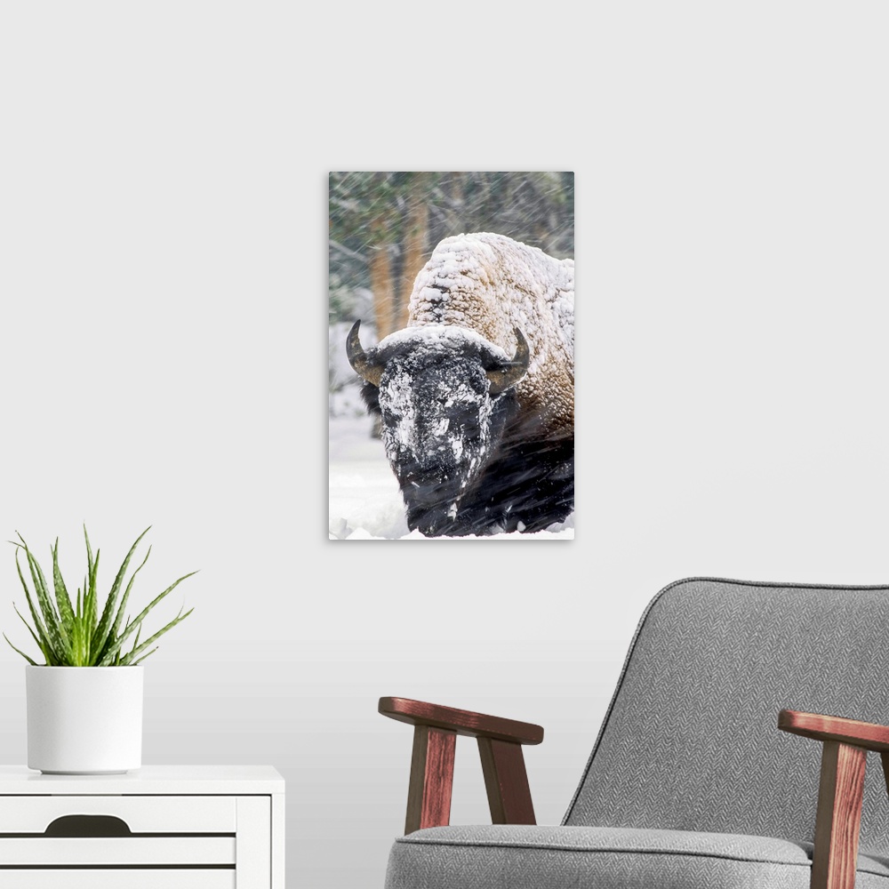 A modern room featuring An America bison (Bison bison) forages during a snow storm in Yellowstone National Park, Wyoming,...