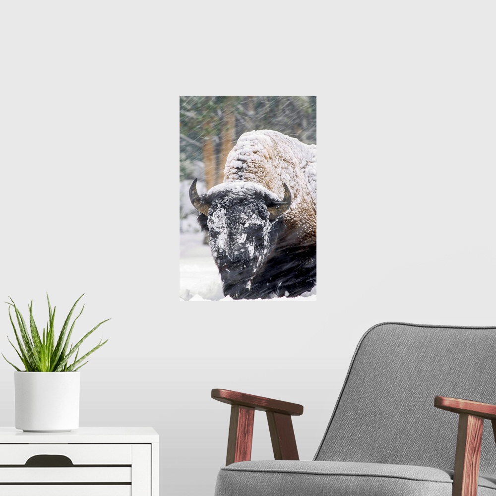 A modern room featuring An America bison (Bison bison) forages during a snow storm in Yellowstone National Park, Wyoming,...