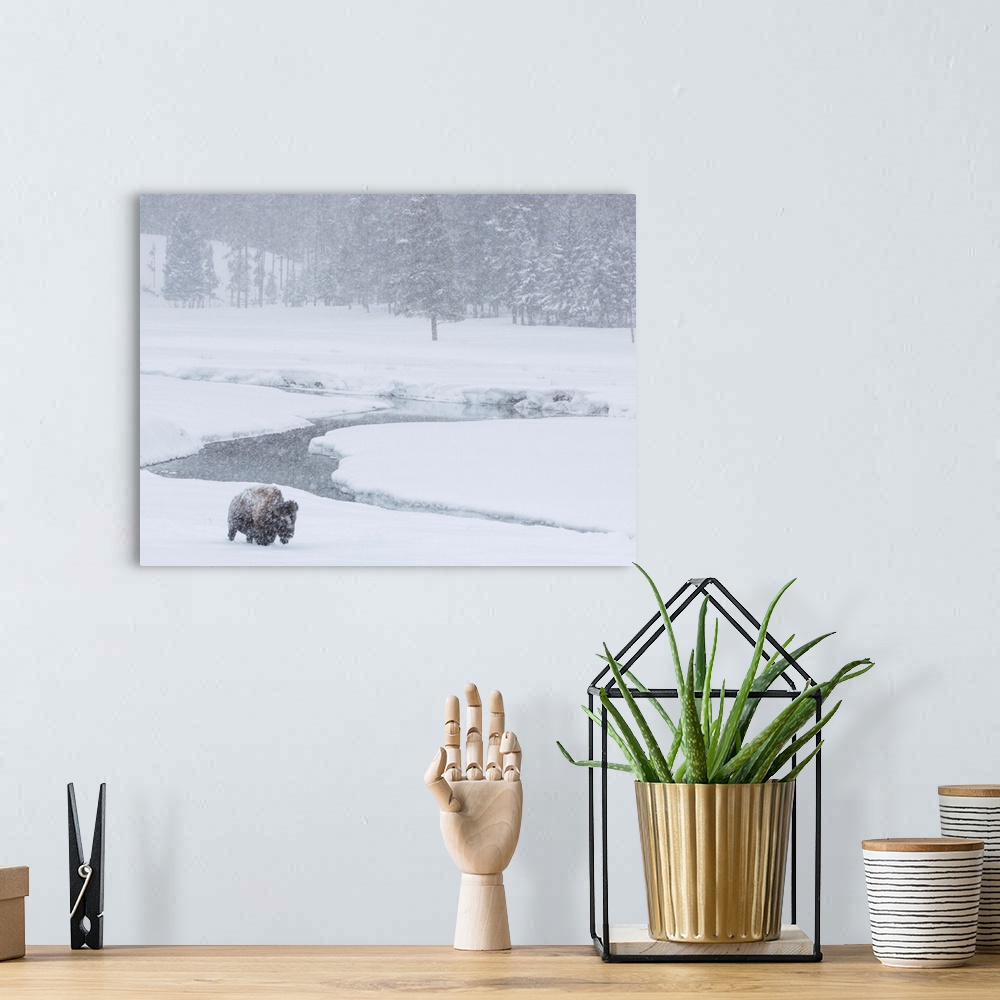 A bohemian room featuring An America bison (Bison bison) forages near a stream during a snow storm in Yellowstone National ...
