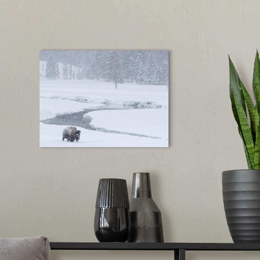 A modern room featuring An America bison (Bison bison) forages near a stream during a snow storm in Yellowstone National ...