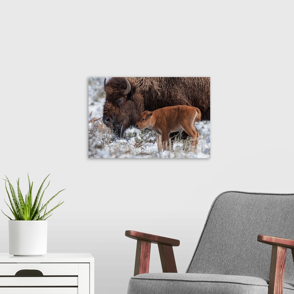 A modern room featuring An American bison (Bison bison) calf stands next to an adult in Yellowstone National Park, Wyomin...