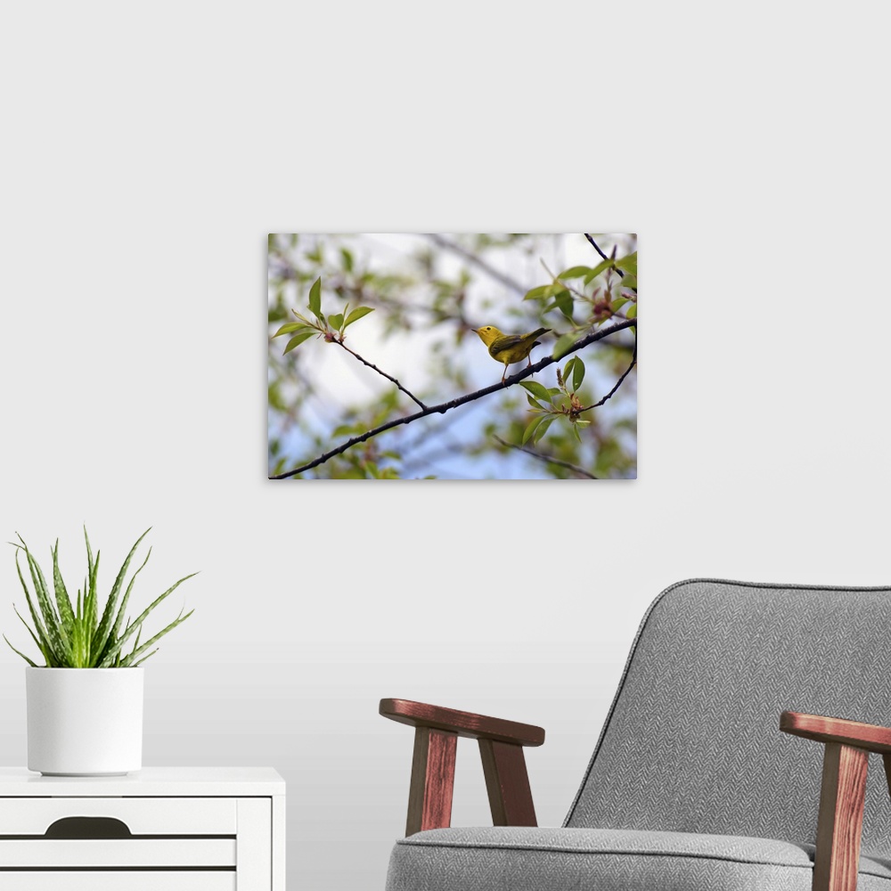A modern room featuring An American yellow warbler, Setophaga petechia, on a tree branch. Parker River National Wildlife ...