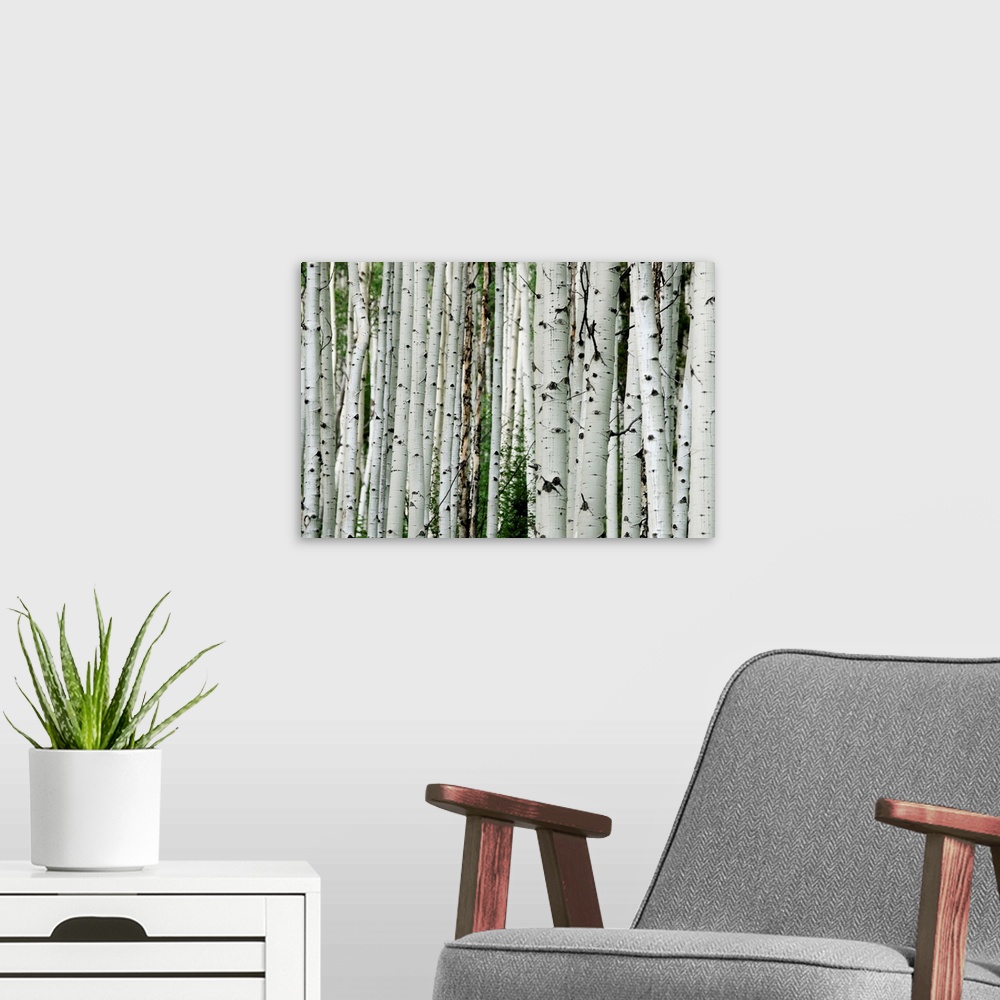 A modern room featuring An aspen grove in the Colorado mountains.