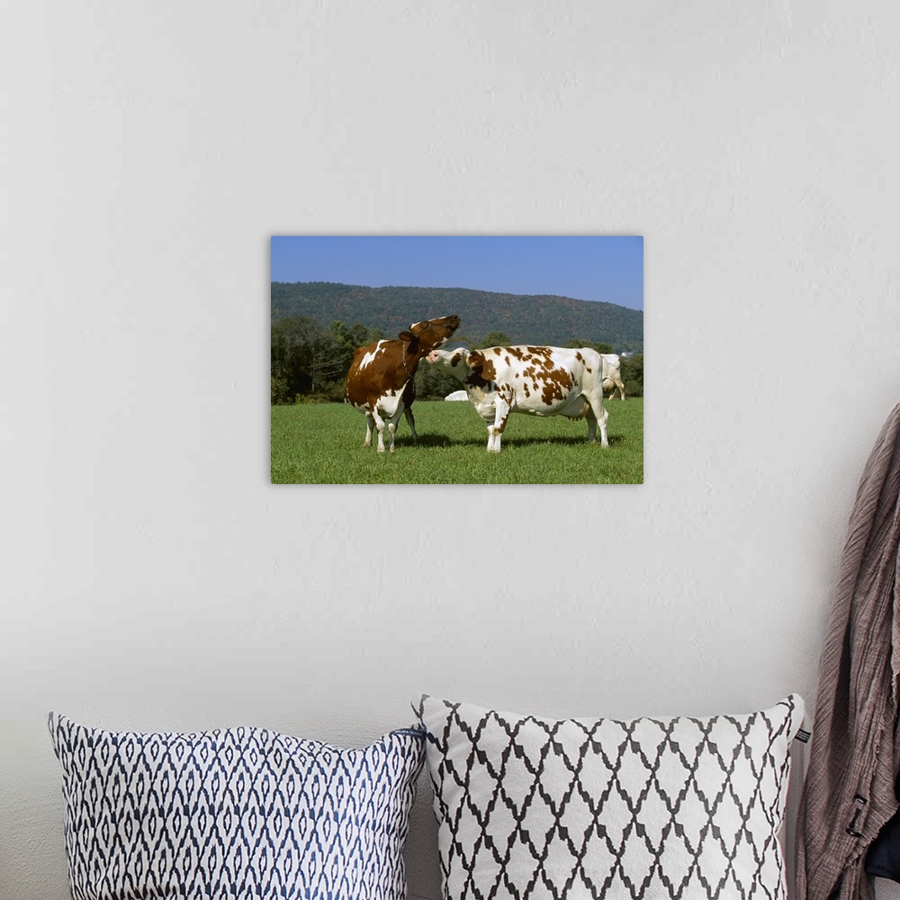 A bohemian room featuring An Ayrshire dairy cow grooming another cow on a healthy green pasture, Vermont