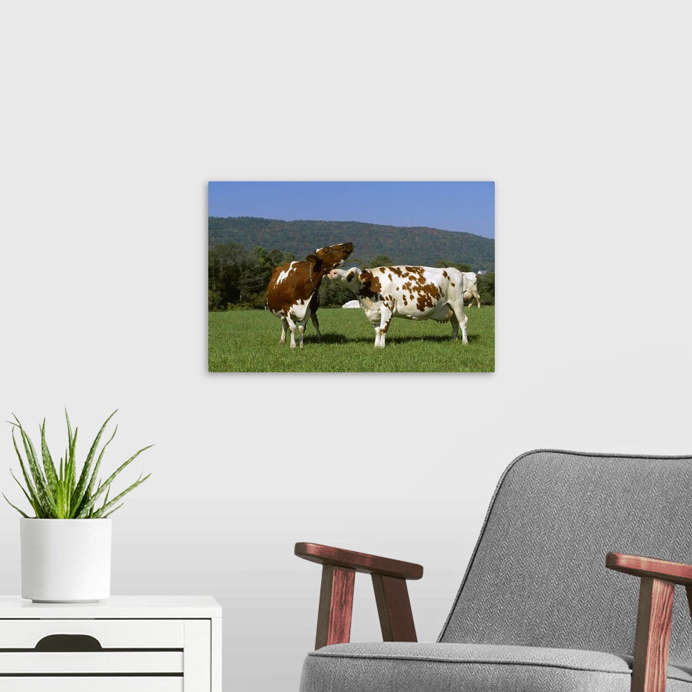 A modern room featuring An Ayrshire dairy cow grooming another cow on a healthy green pasture, Vermont