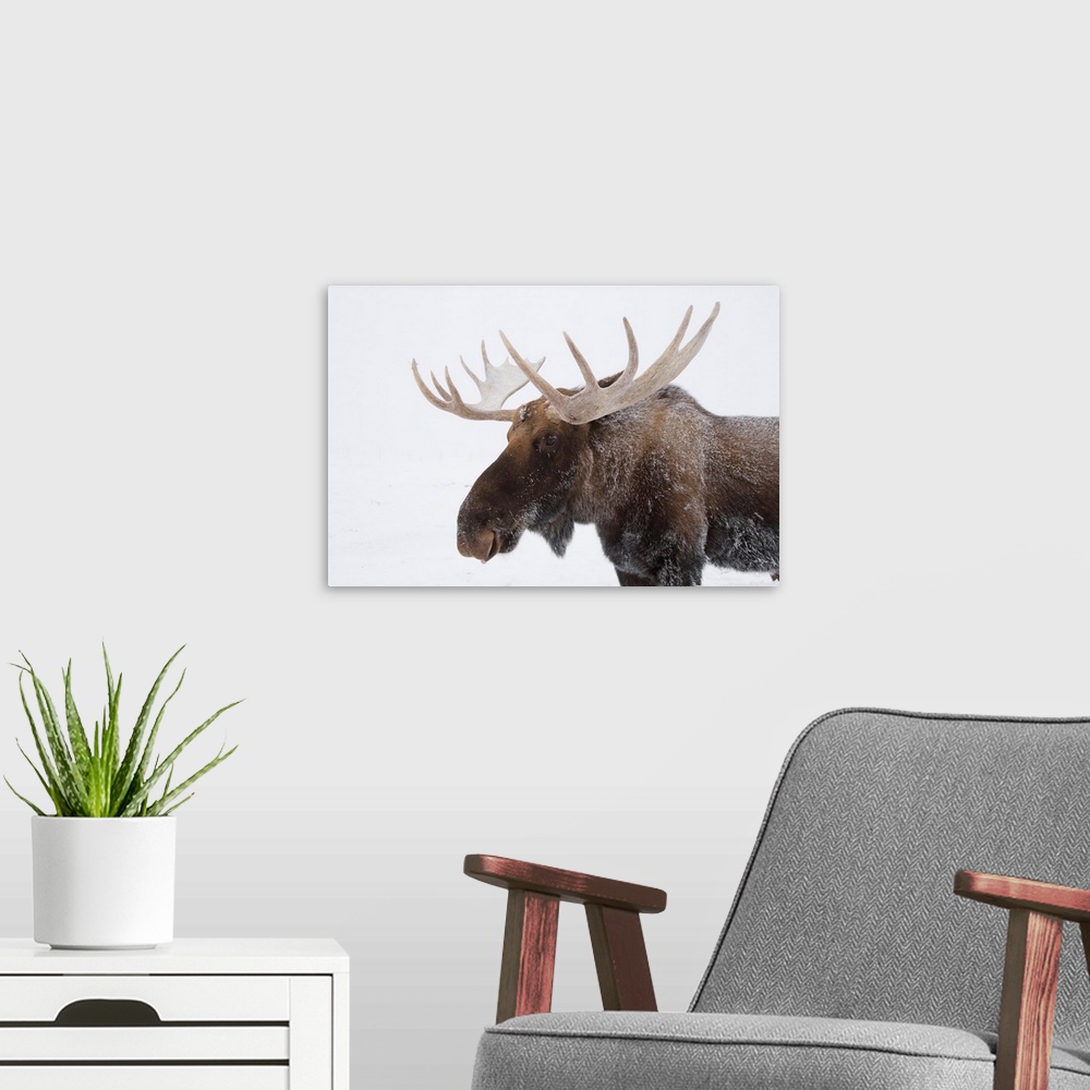 A modern room featuring An Elk With Snow On Its Fur