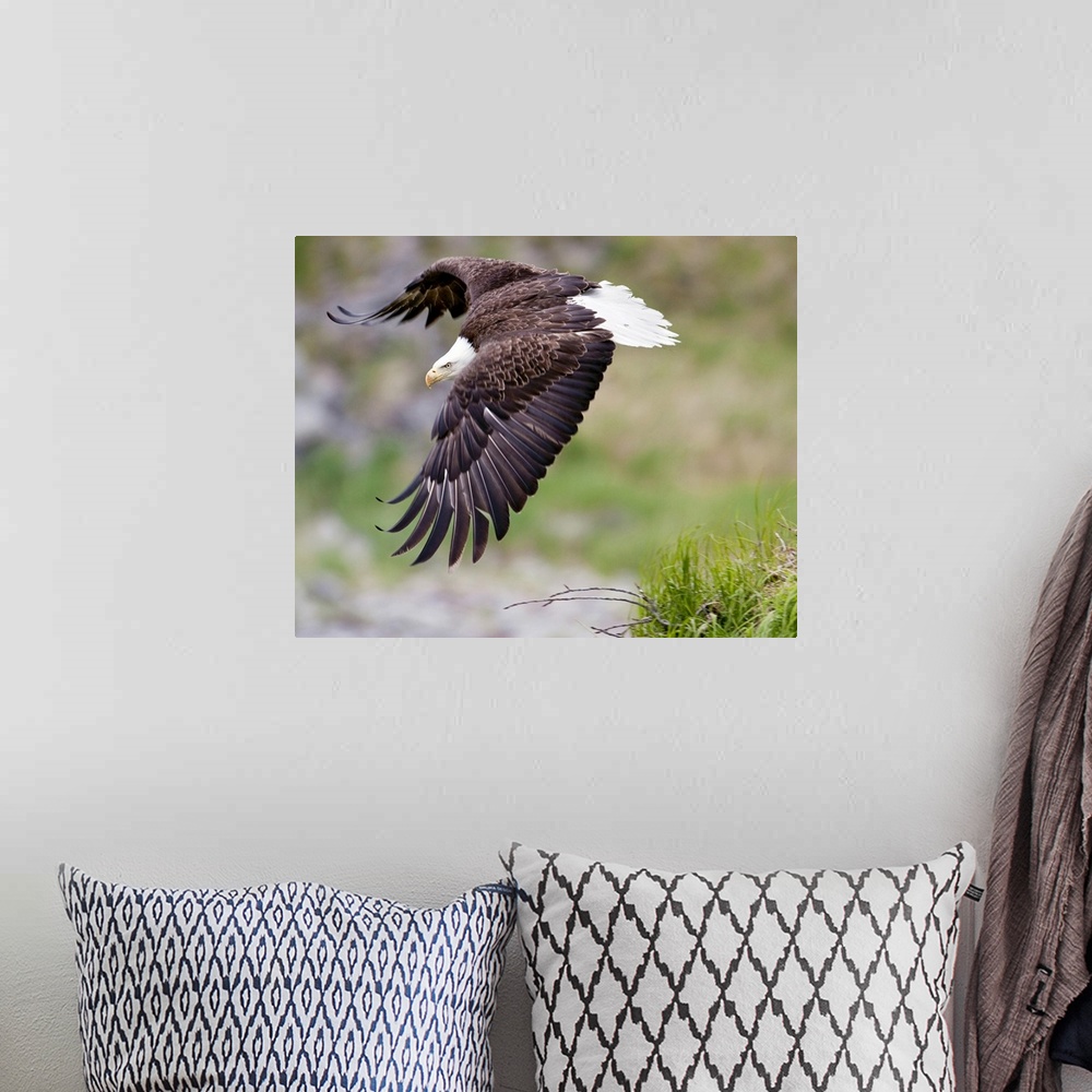 A bohemian room featuring An female eagle flys protectively over her nest high in the rocks near Kukak Bay, Katmai National...