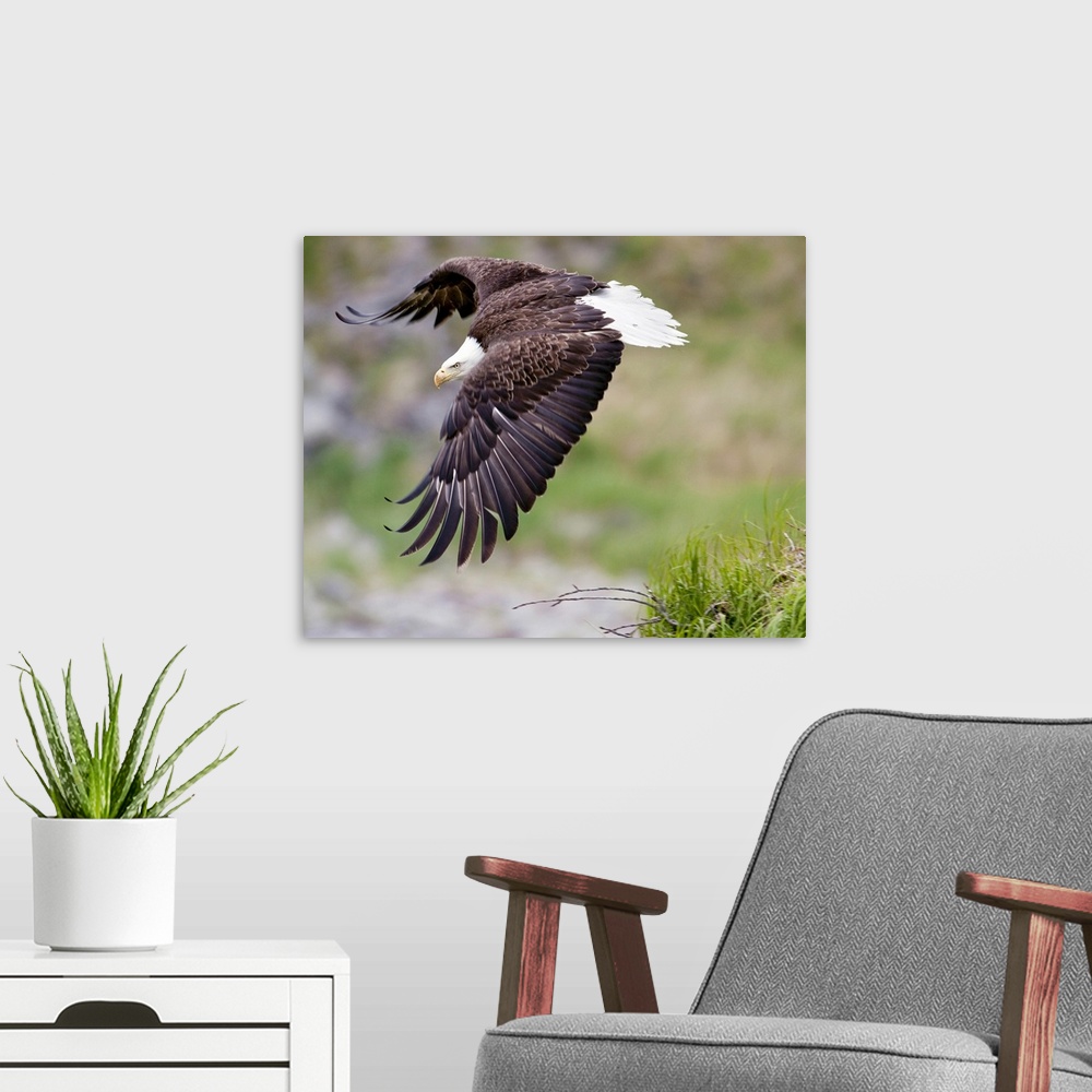 A modern room featuring An female eagle flys protectively over her nest high in the rocks near Kukak Bay, Katmai National...