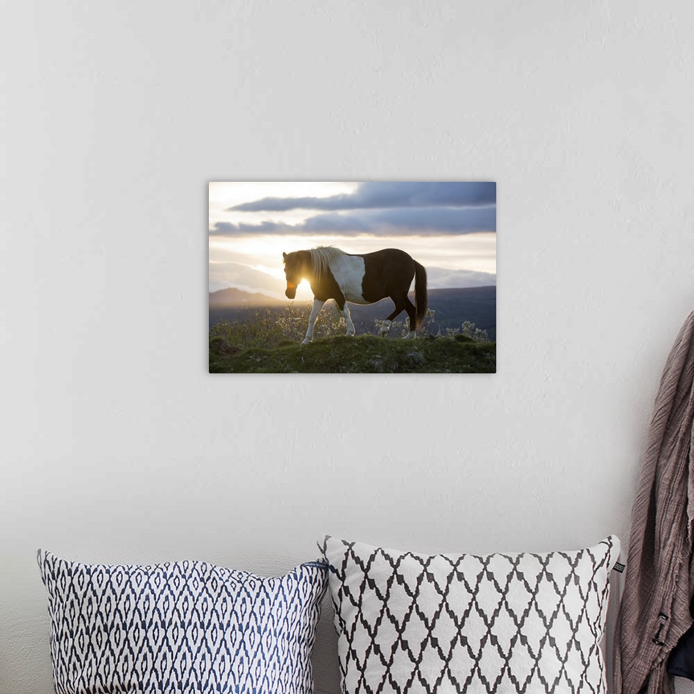 A bohemian room featuring An Icelandic horse stands in a field as the sun sets. Gljasteinn, Iceland