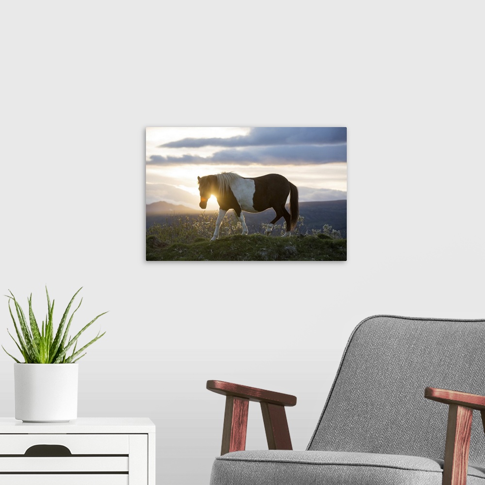 A modern room featuring An Icelandic horse stands in a field as the sun sets. Gljasteinn, Iceland