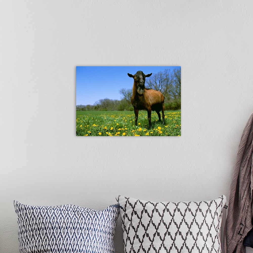 A bohemian room featuring An Oberhasli domestic dairy goat buck on a green pasture with dandelions, Wisconsin