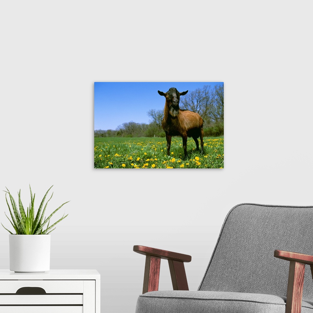 A modern room featuring An Oberhasli domestic dairy goat buck on a green pasture with dandelions, Wisconsin