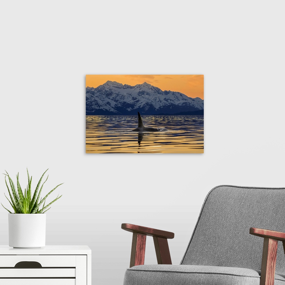 A modern room featuring An Orca In Lynn Canal With The Rugged Chilkat Mountains, Alaska