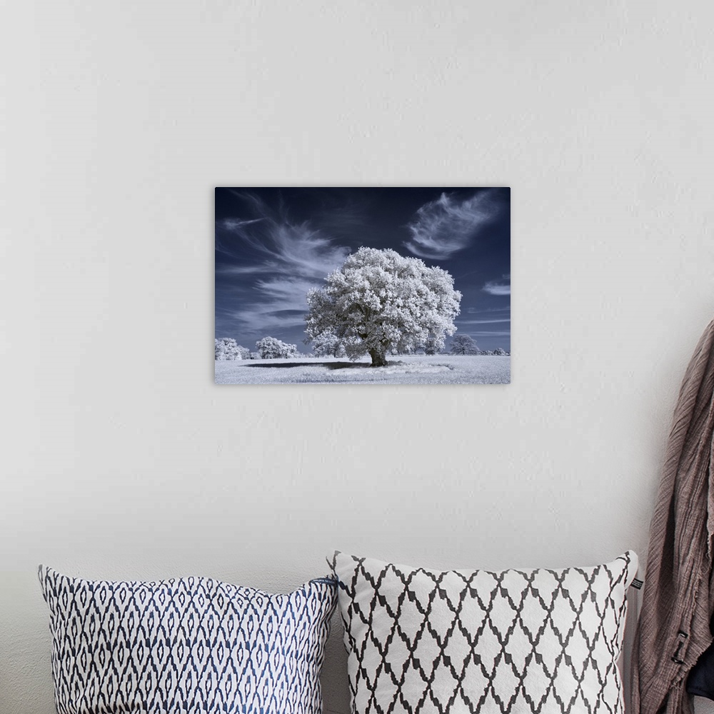 A bohemian room featuring Ancient oak tree in infrared with white foliage against a deep blue sky.