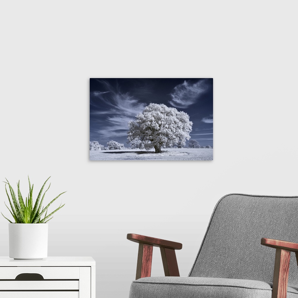 A modern room featuring Ancient oak tree in infrared with white foliage against a deep blue sky.
