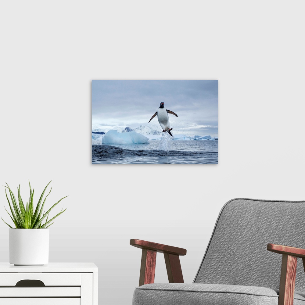 A modern room featuring Antarctica, Gentoo Penguins (Pygoscelis papua) leaping from water along Cuverville Island shoreline.