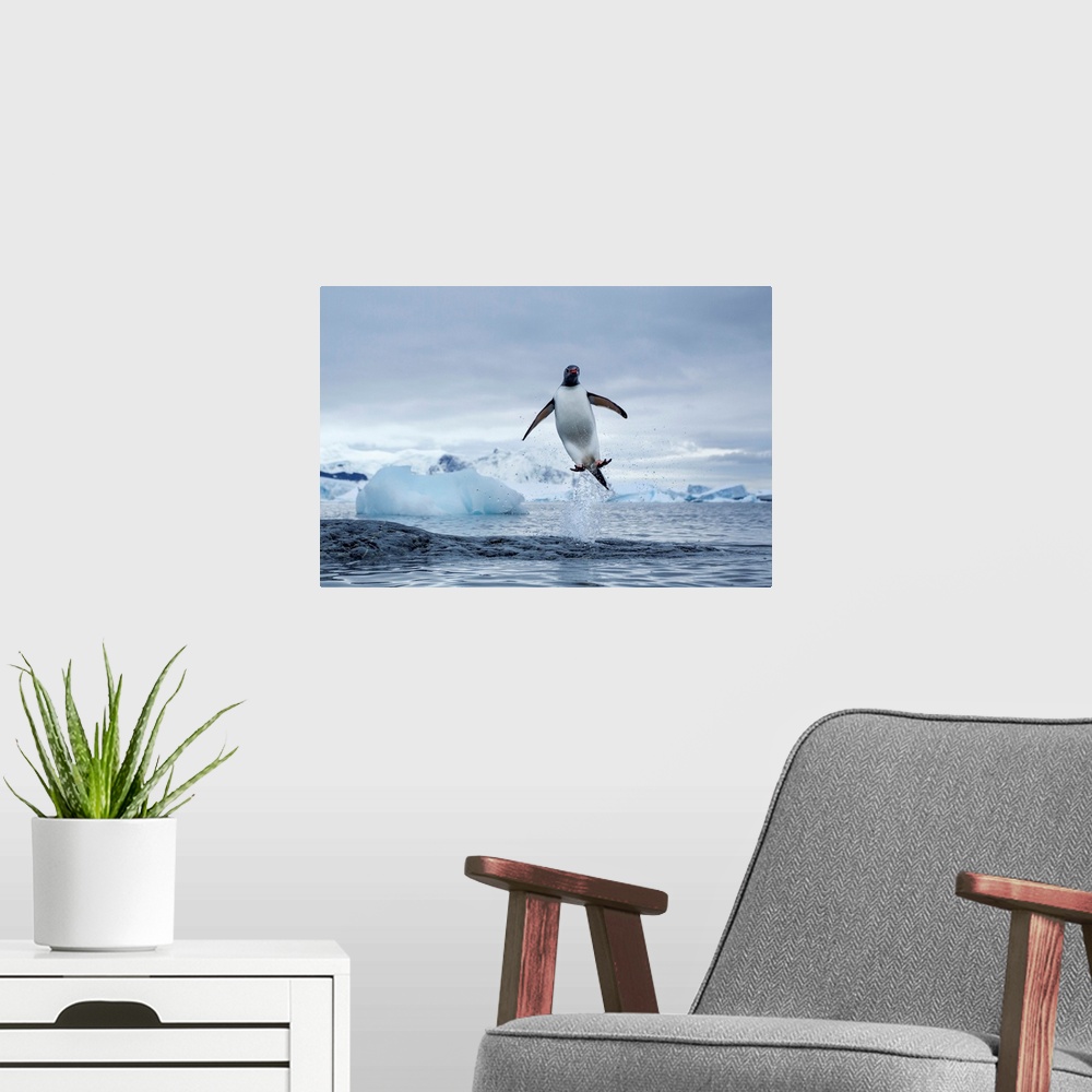 A modern room featuring Antarctica, Gentoo Penguins (Pygoscelis papua) leaping from water along Cuverville Island shoreline.