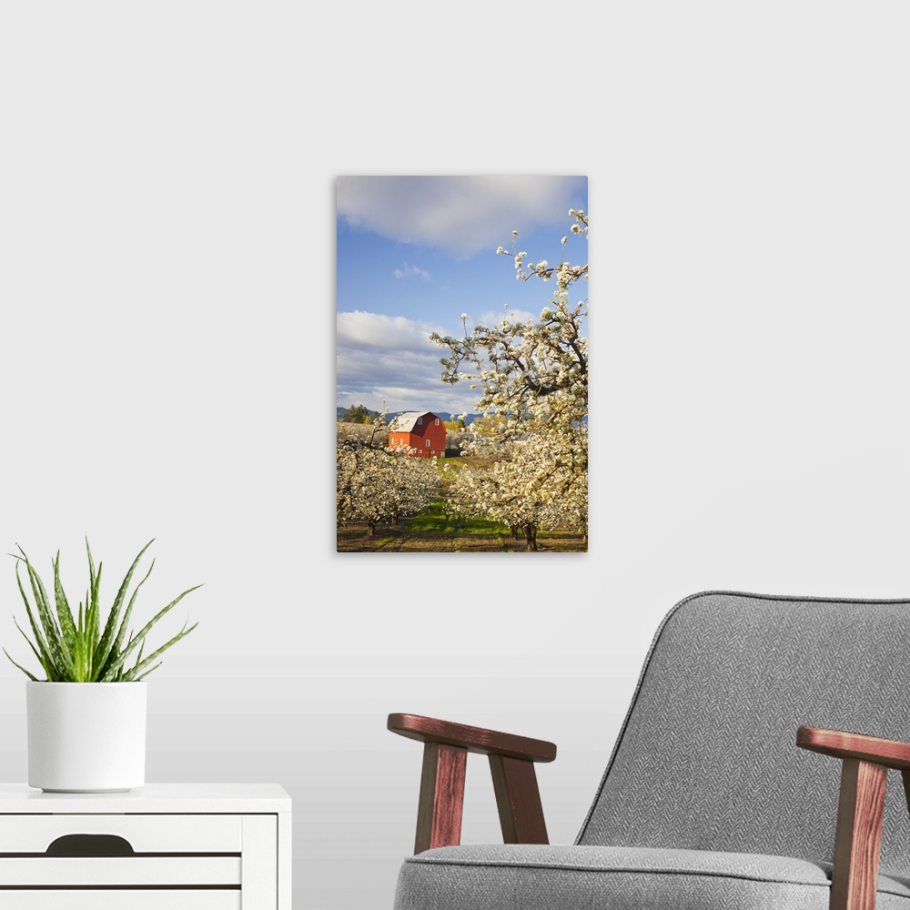 A modern room featuring Apple Blossom Trees And A Red Barn; Oregon, USA