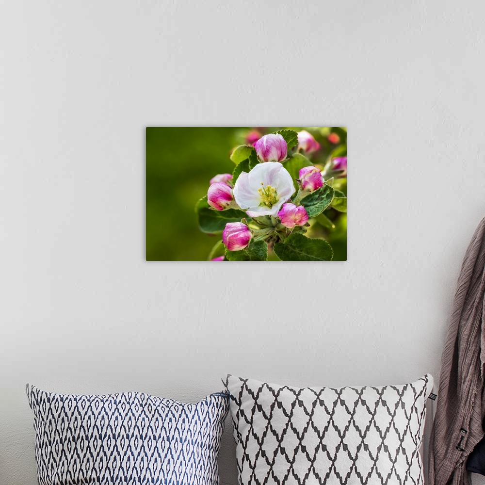 A bohemian room featuring Close-up of apple blossoms on a tree; Calgary, Alberta, Canada