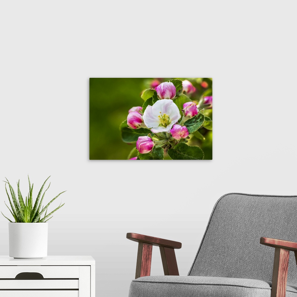 A modern room featuring Close-up of apple blossoms on a tree; Calgary, Alberta, Canada