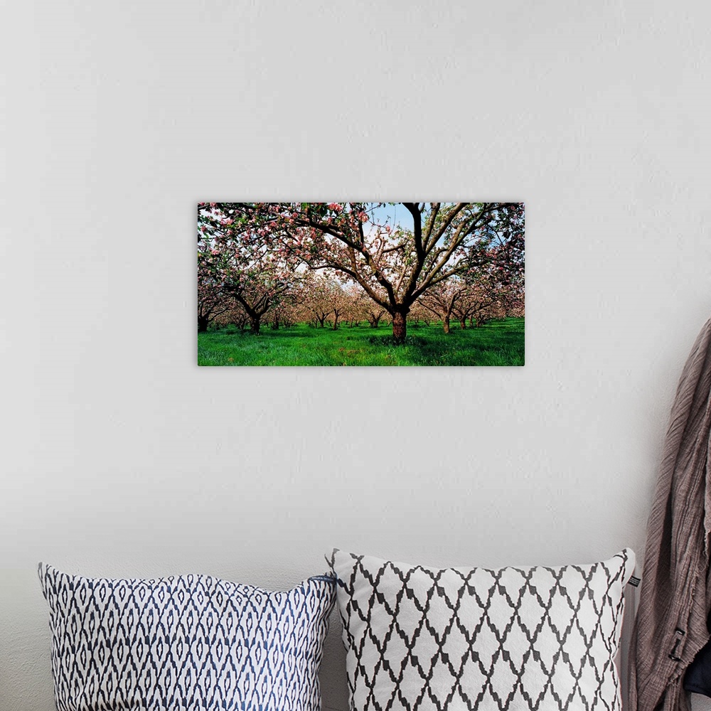 A bohemian room featuring Apple Orchard, County Armagh, Ireland