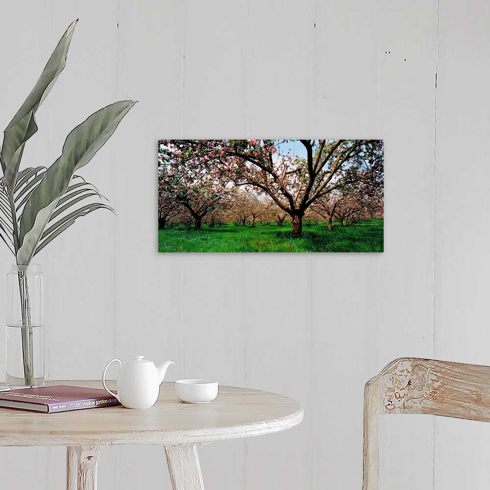A farmhouse room featuring Apple Orchard, County Armagh, Ireland