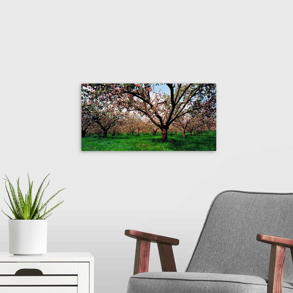 A modern room featuring Apple Orchard, County Armagh, Ireland