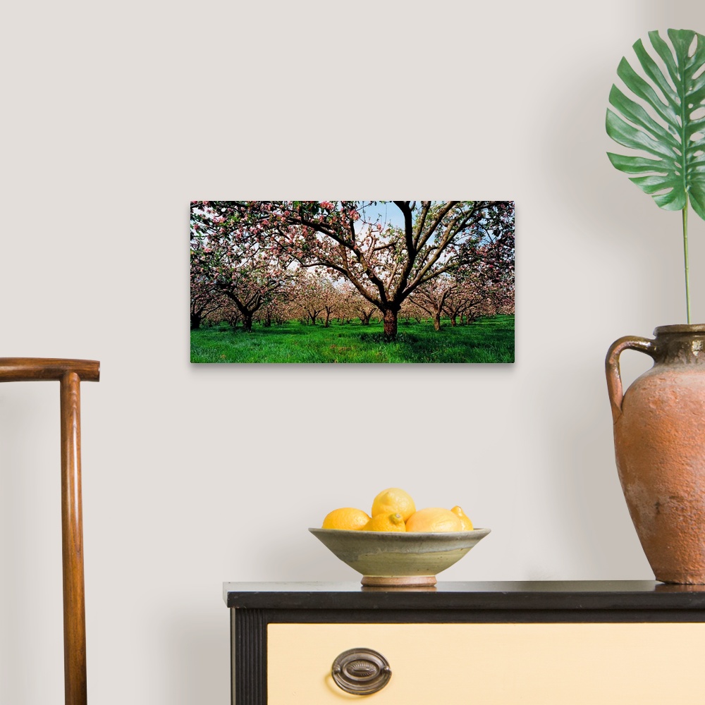 A traditional room featuring Apple Orchard, County Armagh, Ireland