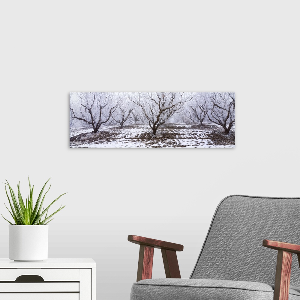 A modern room featuring Apple orchard covered in winter frost, Idaho