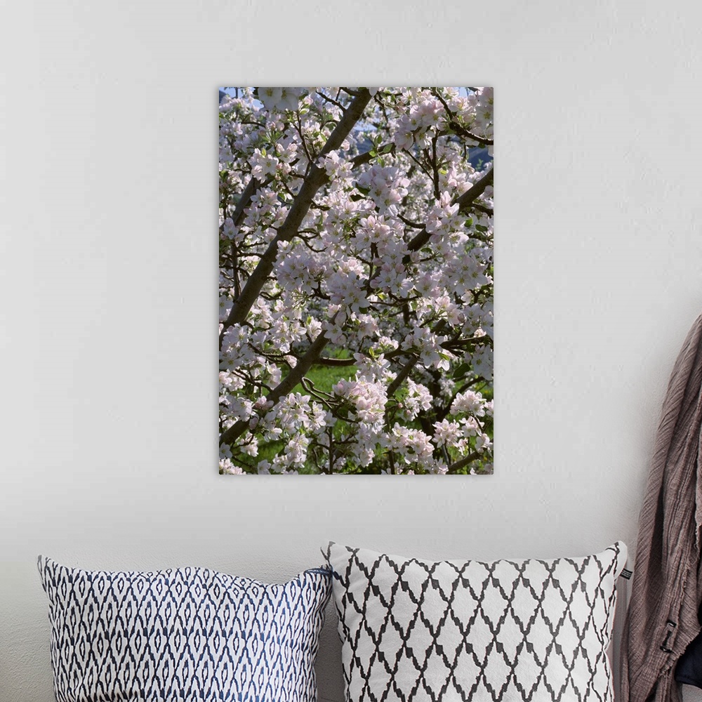 A bohemian room featuring Apple tree in full, exceptionally heavy bloom, near Oroville, Washington
