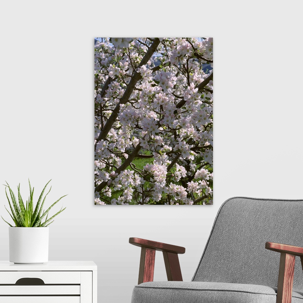 A modern room featuring Apple tree in full, exceptionally heavy bloom, near Oroville, Washington