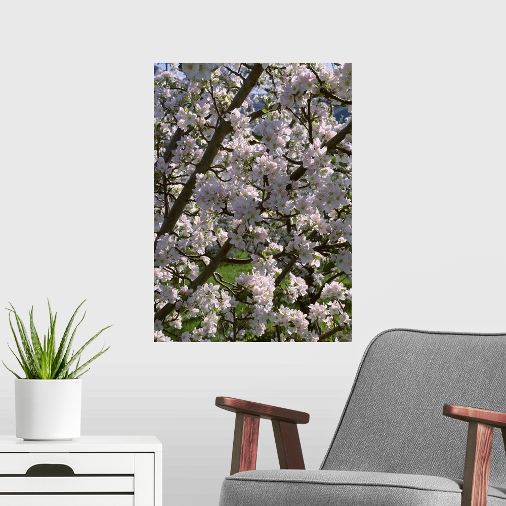 A modern room featuring Apple tree in full, exceptionally heavy bloom, near Oroville, Washington