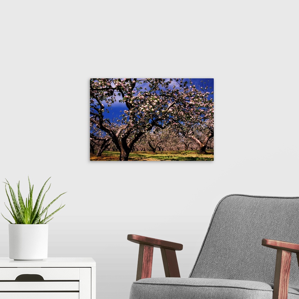 A modern room featuring Apple Trees In An Orchard, County Armagh, Republic Of Ireland