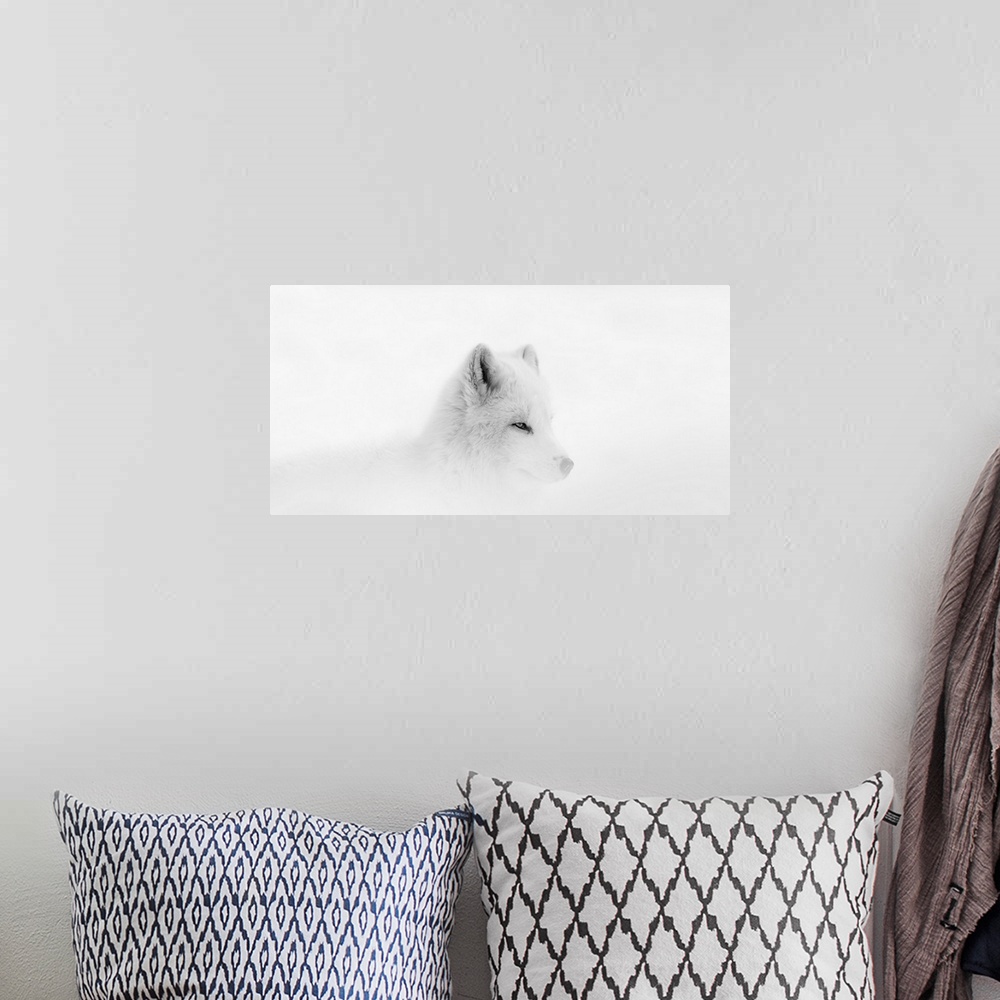 A bohemian room featuring Arctic wolf (Canis lupus arctos) during a snow storm; Montebello, Quebec, Canada