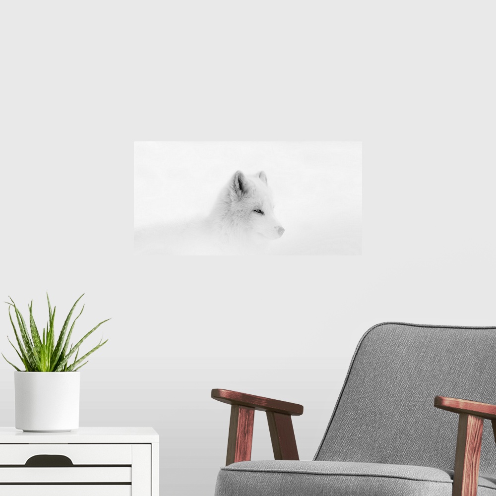 A modern room featuring Arctic wolf (Canis lupus arctos) during a snow storm; Montebello, Quebec, Canada