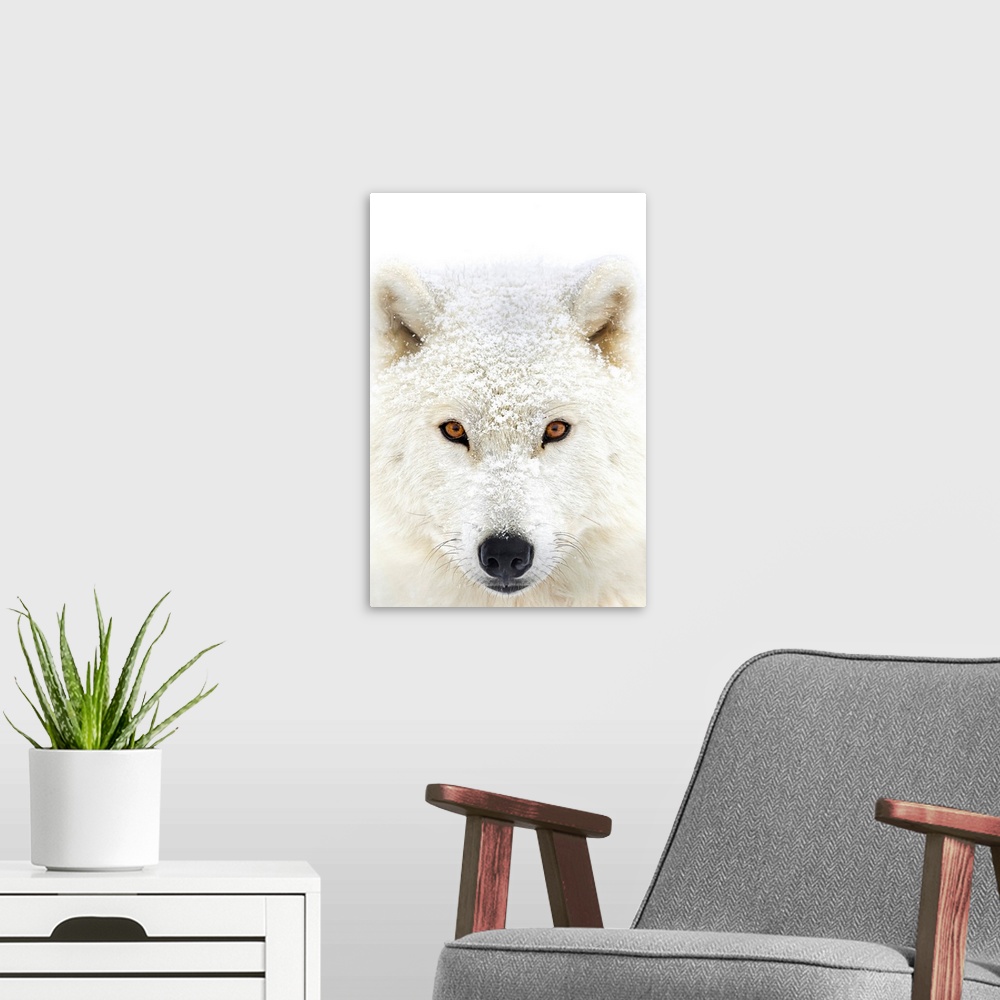A modern room featuring Arctic wolf (Canis lupus arctos) portrait; Montebello, Quebec, Canada