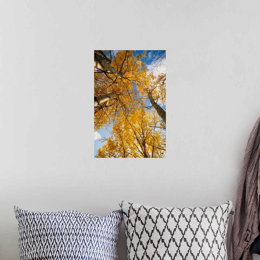 A bohemian room featuring Aspen Trees Fall Colors