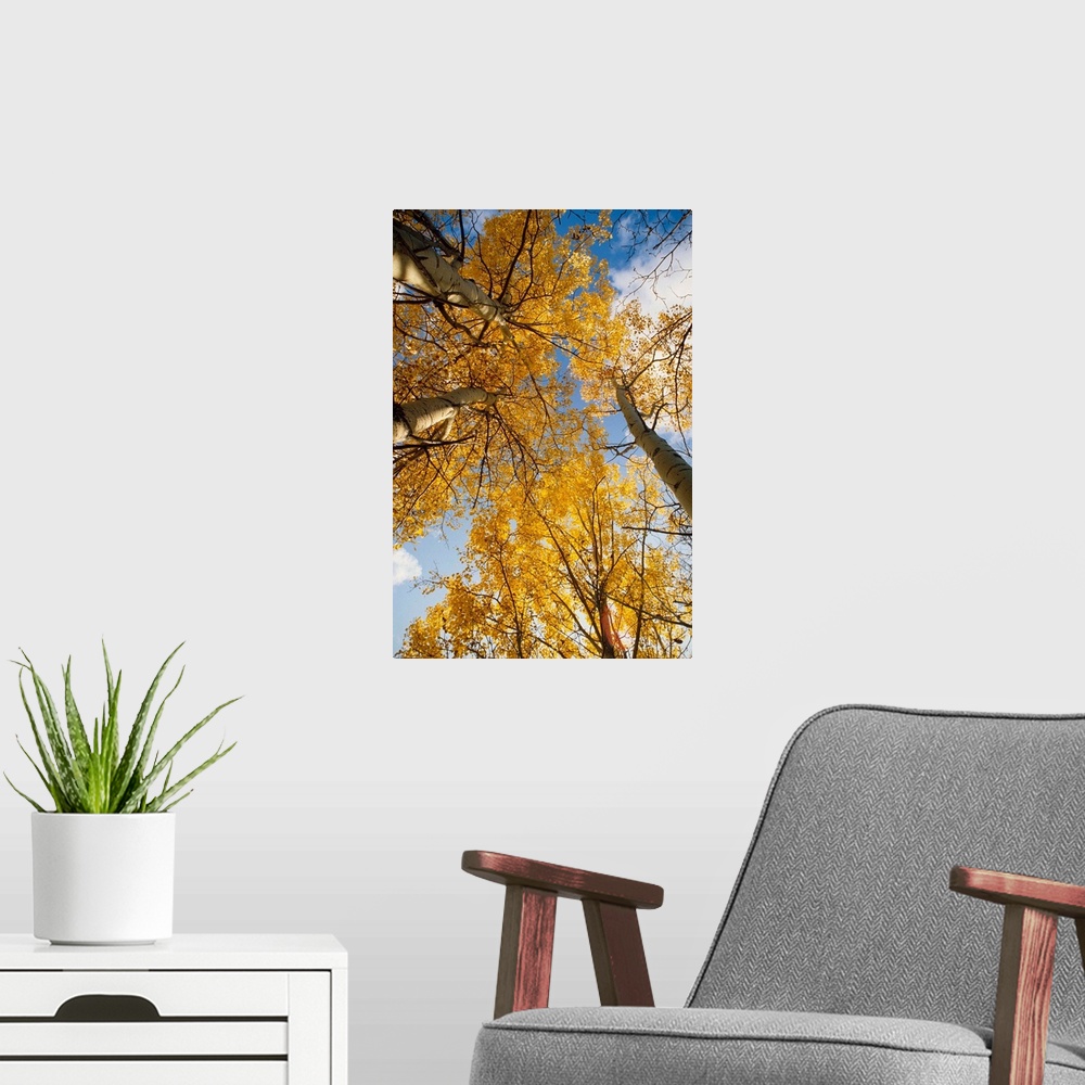 A modern room featuring Aspen Trees Fall Colors