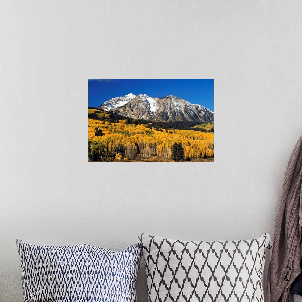 A bohemian room featuring Aspen Trees In Autumn, Rocky Mountains, Colorado
