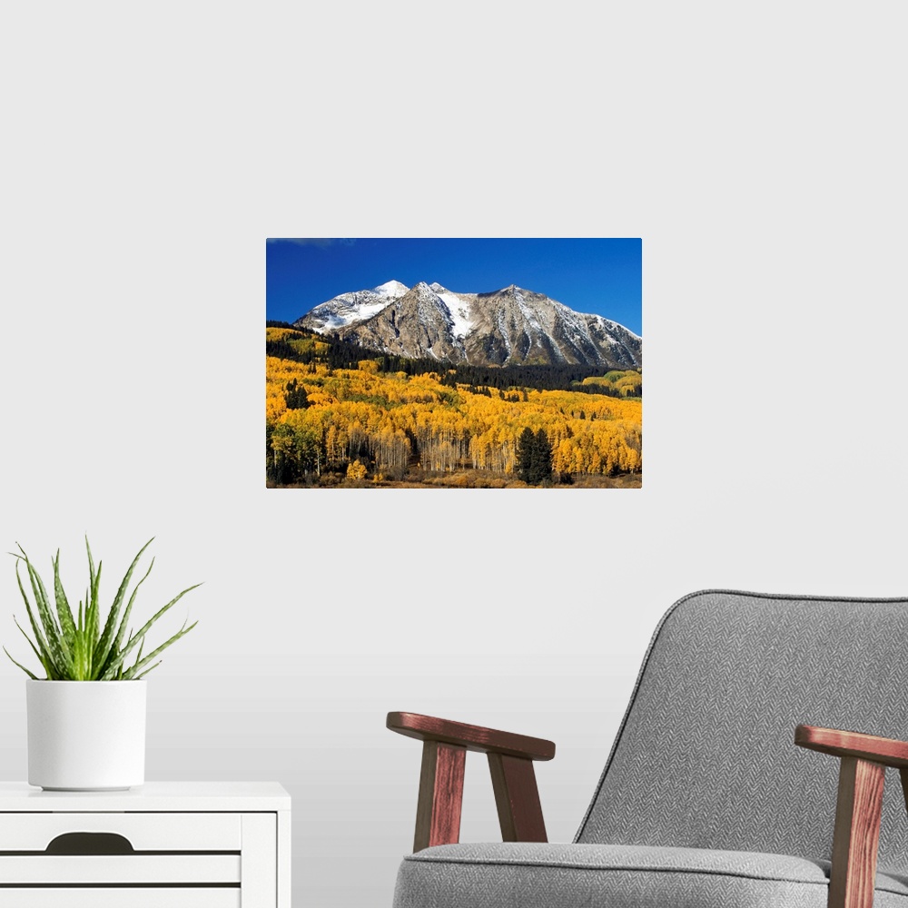 A modern room featuring Aspen Trees In Autumn, Rocky Mountains, Colorado